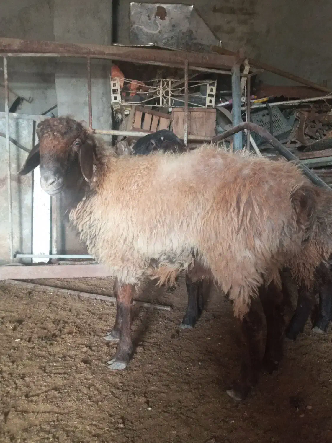 فروش ۱ راس بره نر چاق|حیوانات مزرعه|گنبد کاووس, |دیوار