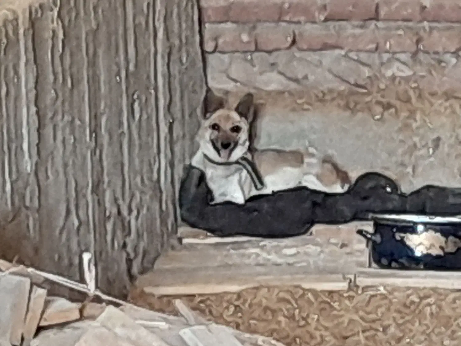 سگ پاکوتاه نگهبان|سگ|خسروشاه, |دیوار