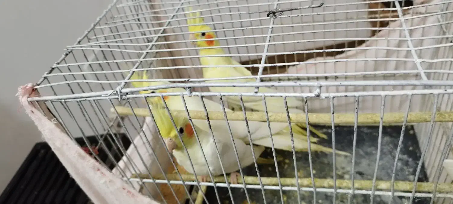 عروس هلندی...|پرنده|شلمان, |دیوار