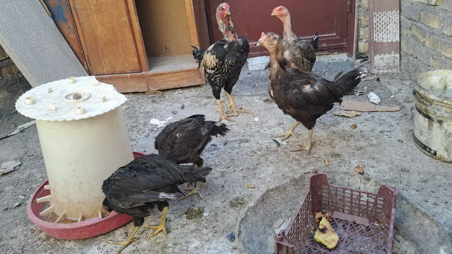 مرغ و خروس لاری|حیوانات مزرعه|قم, شهرک مهدیه (مدرس)|دیوار