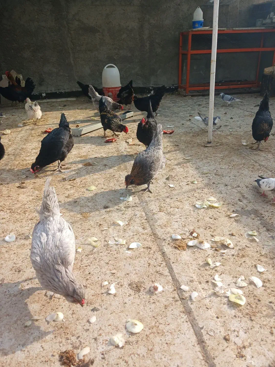 تخمه مرغ نطفه دار گلین لری|حیوانات مزرعه|اصفهان, گرکان|دیوار