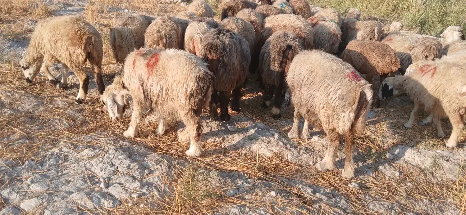 شیشک میش داشتی بره داروآبستن|حیوانات مزرعه|جره و بالاده, |دیوار