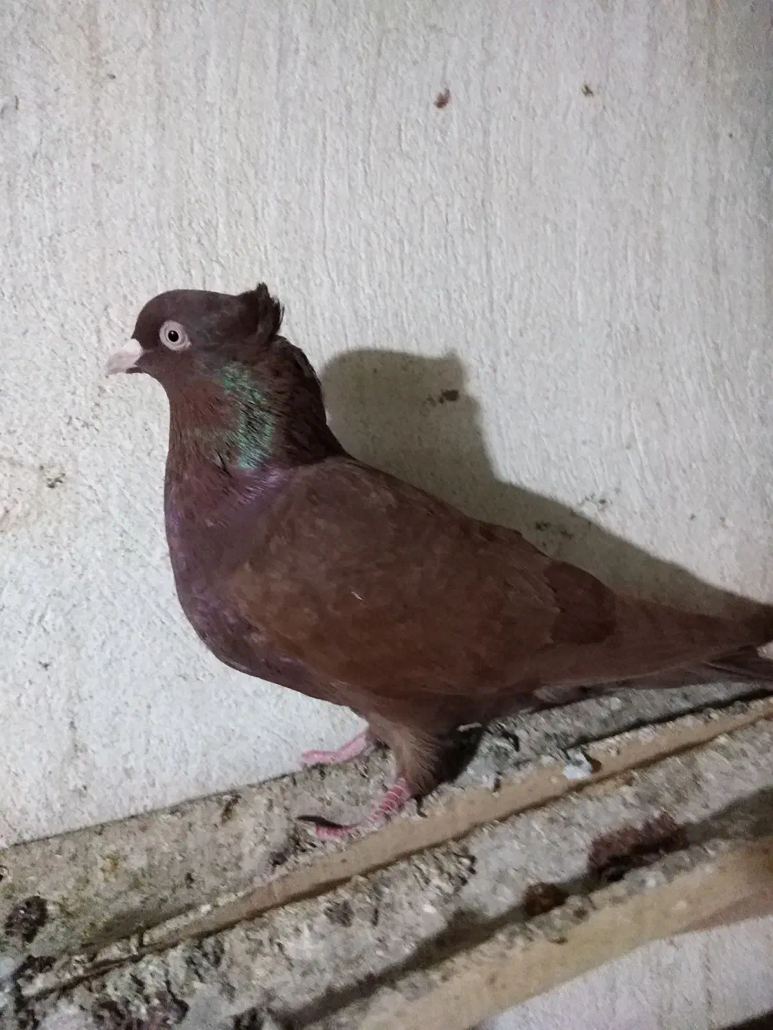 کبوتر رنگی|پرنده|برازجان, |دیوار