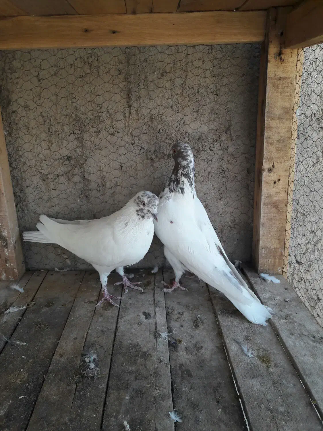 دوچرخه موتورسیکلت|دوچرخه، اسکیت، اسکوتر|آران و بیدگل, |دیوار