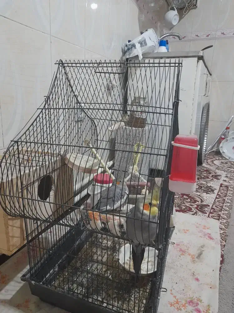 عروس هلندی مولد|پرنده|اسالم, |دیوار