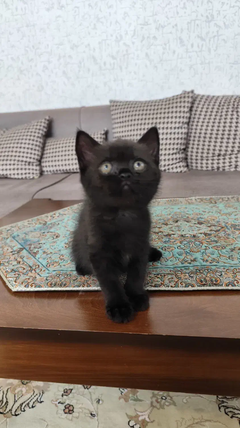 بچه گربه بریتیش|گربه|اندیشه, اندیشه فاز ۱|دیوار