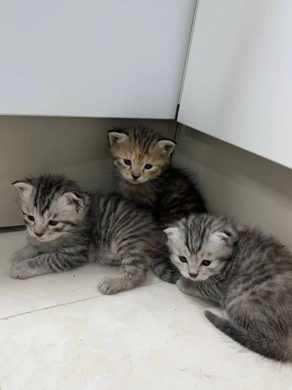 فروش گربه|گربه|مینودشت, |دیوار