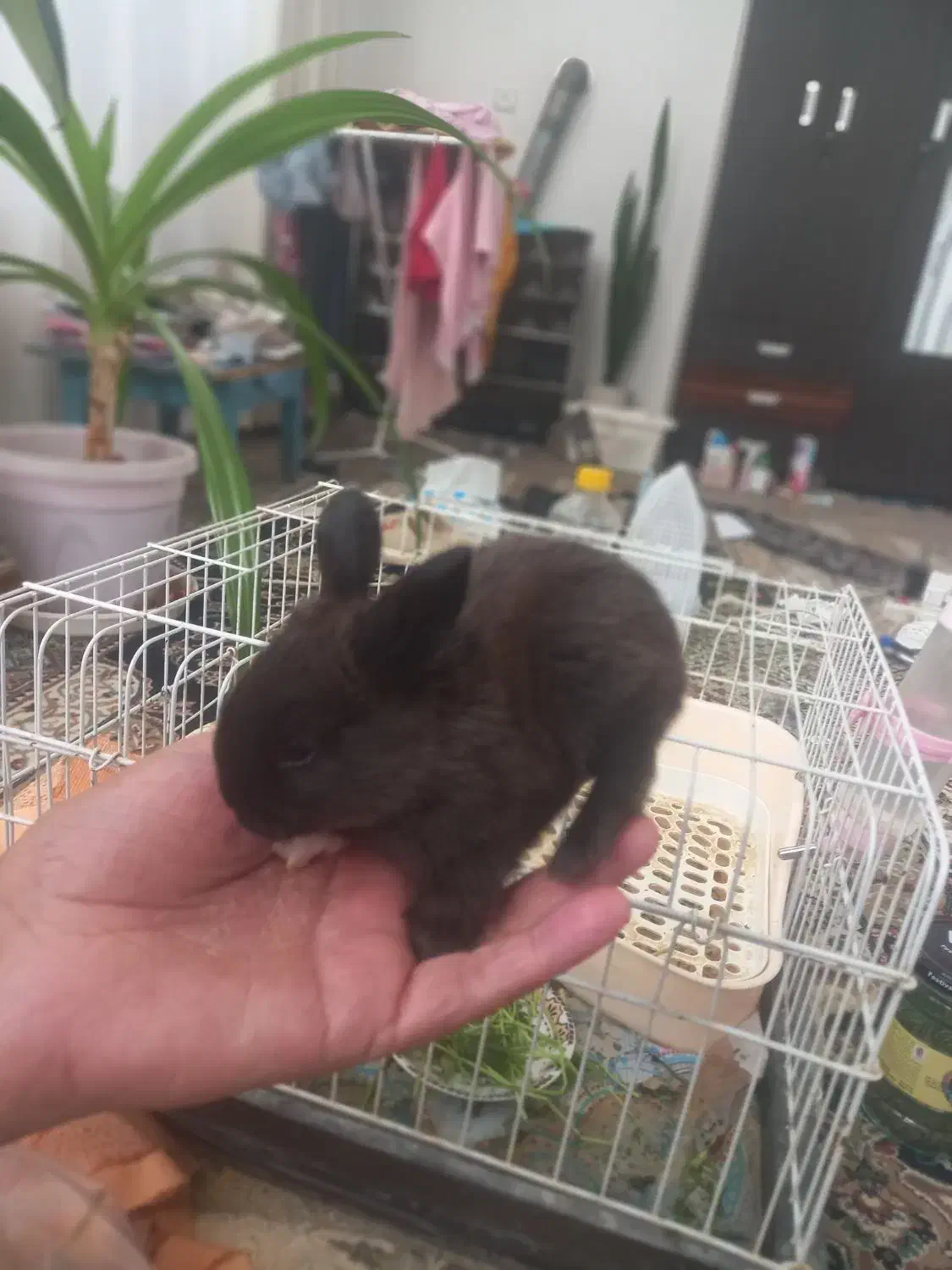 خرگوش|موش و خرگوش|مشهد, شاهد (شهرک غرب)|دیوار