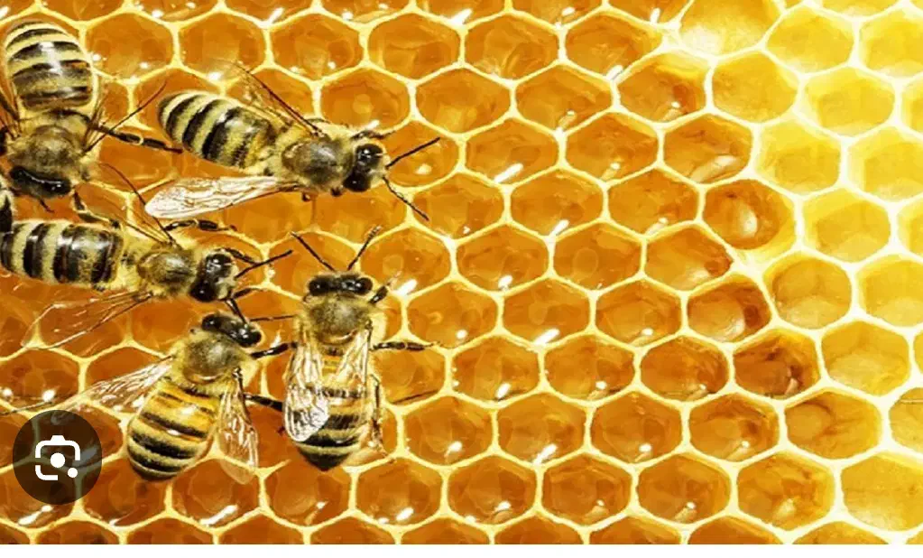 دوره پرورش زنبور عسل (رایگان)|خدمات آموزشی|تاکستان, |دیوار