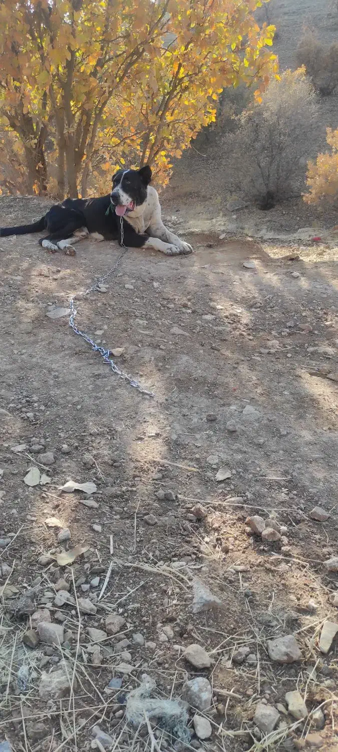 واگذاری سگ برای نسل کشی|سگ|کرمانشاه, |دیوار