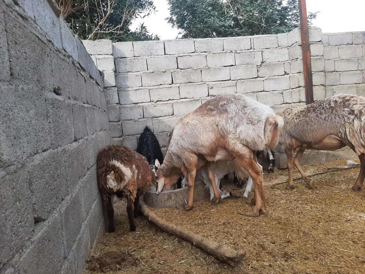 قوچ چینی شیرازی دوساله|حیوانات مزرعه|رودبار (کرمان), |دیوار