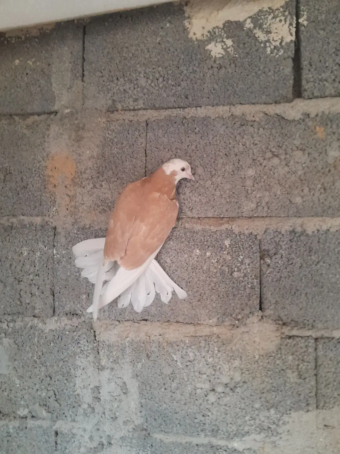 کبوتر شازده زرد|پرنده|تهران, مختاری|دیوار