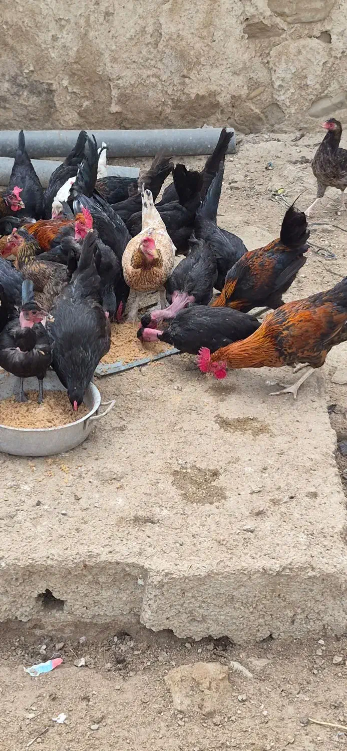 مرغ و خروس برای فروش|حیوانات مزرعه|برازجان, |دیوار