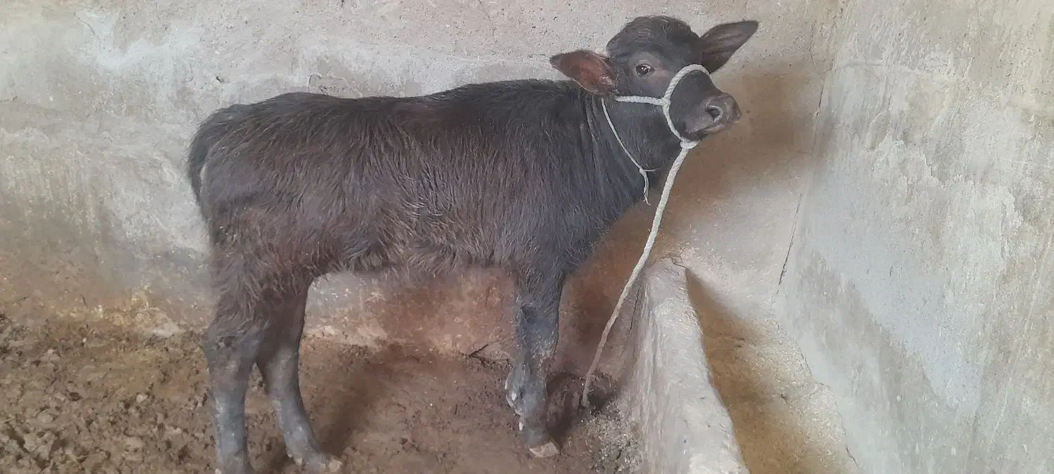 گامیش با گوساله ماده|حیوانات مزرعه|کرخه, |دیوار