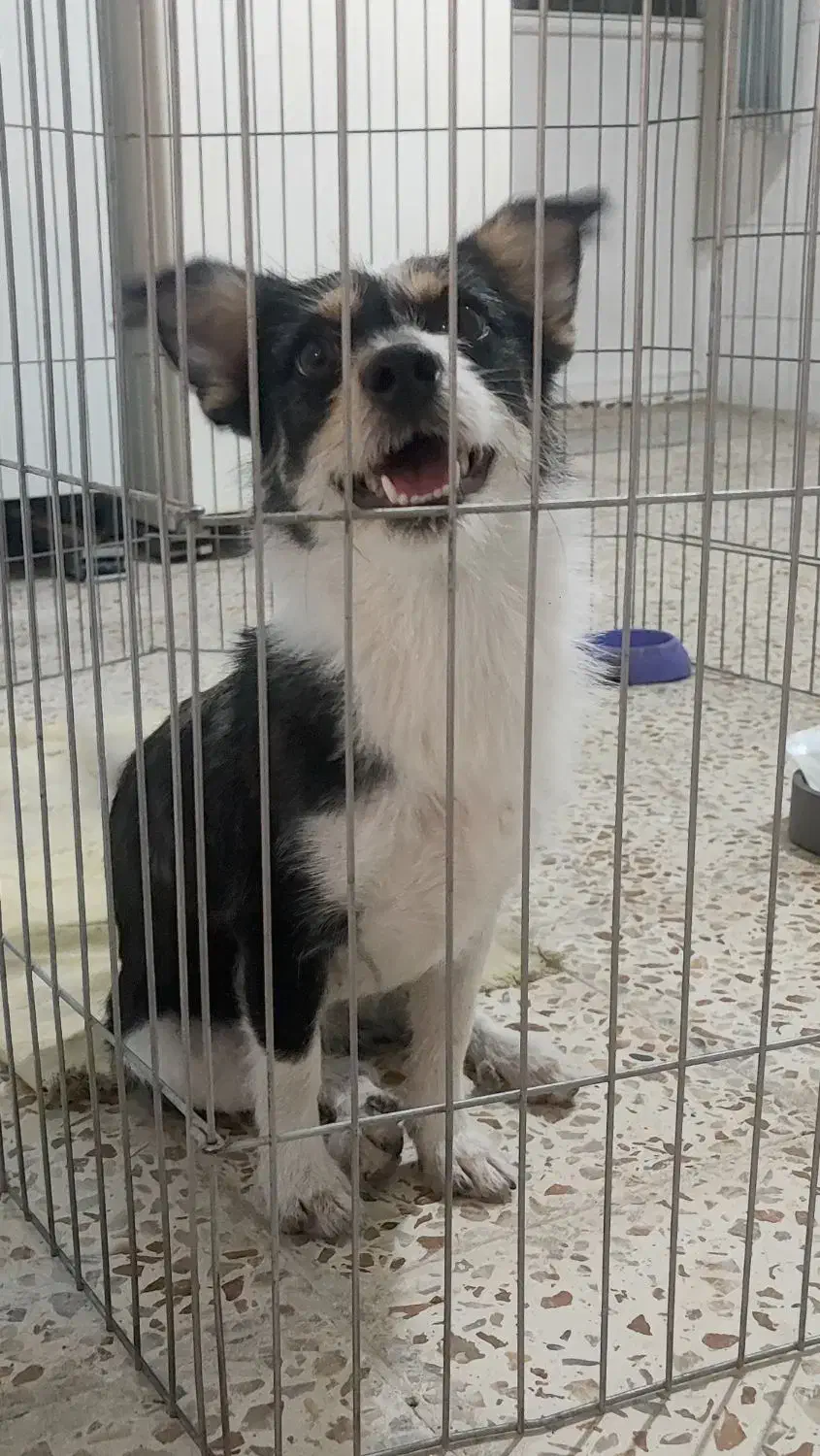 سگ اپارتمانی|سگ|ارومیه, |دیوار