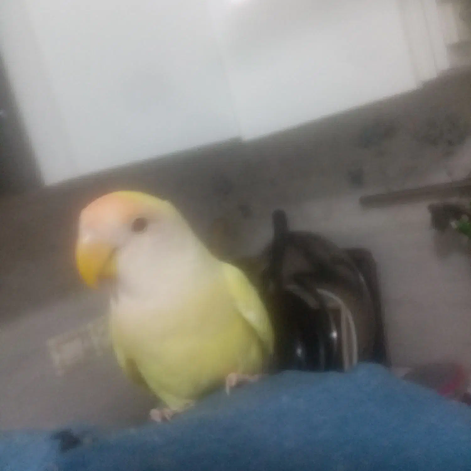 کوتوله برزیلی دستی معاوضه یا فروش|پرنده|بندرعباس, |دیوار