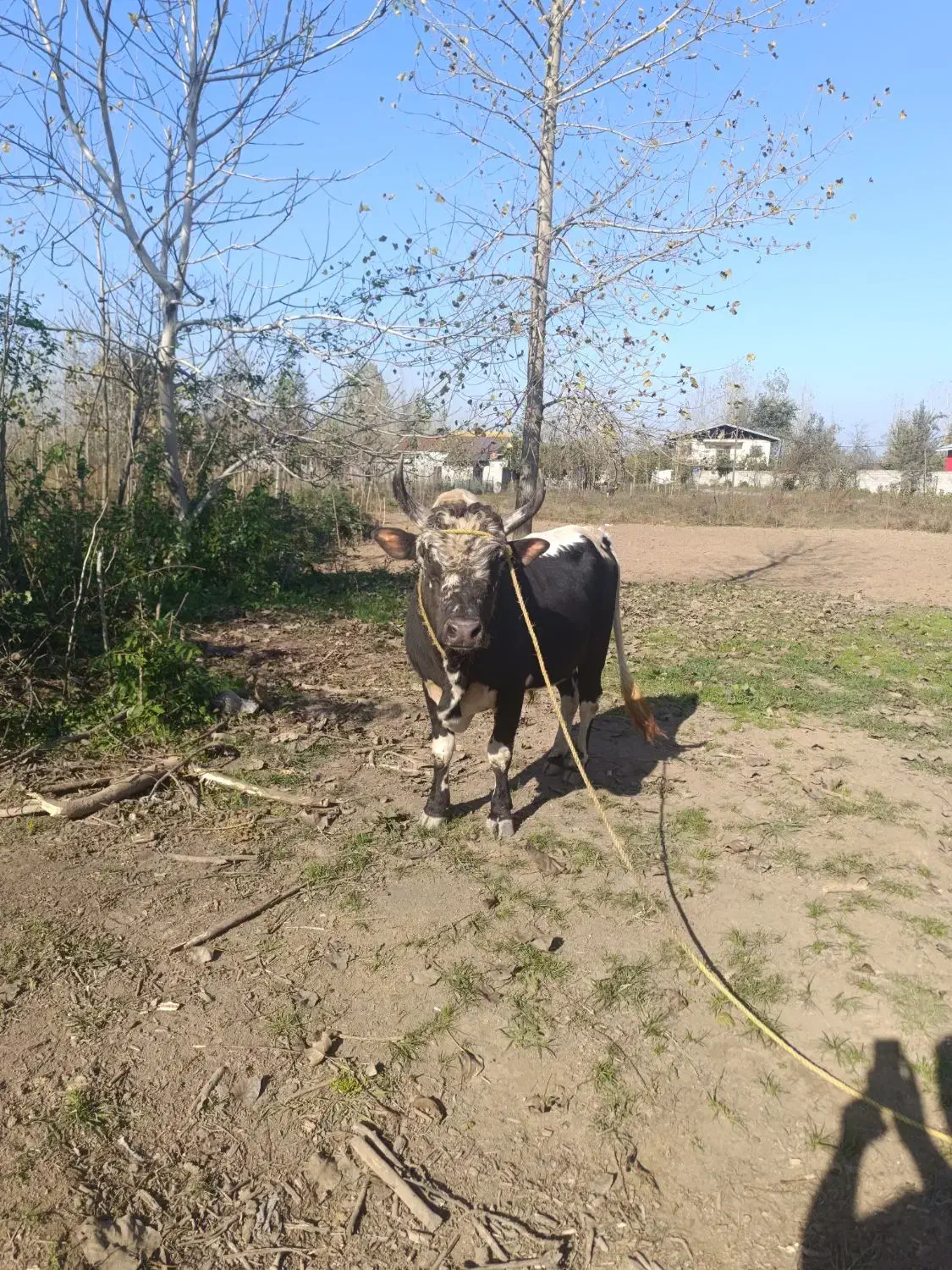 ورزا|حیوانات مزرعه|رشت, منظریه|دیوار