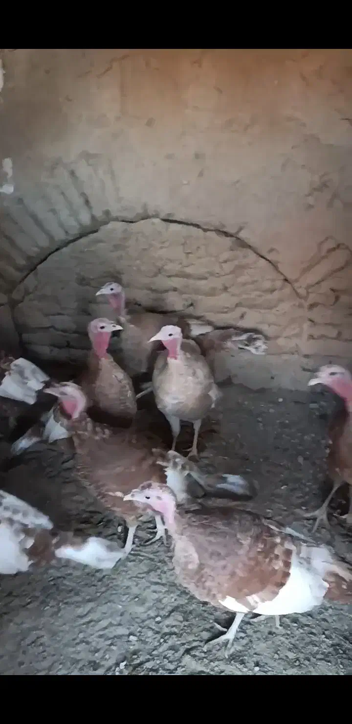 بوقلمون|حیوانات مزرعه|خواف, |دیوار