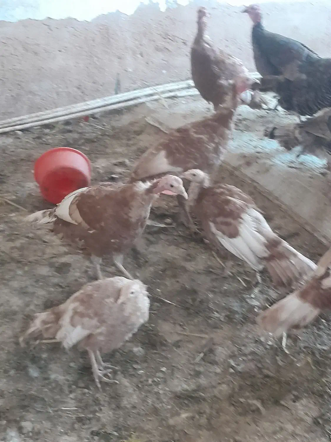 جهت آشنایی با این شماره تماس بگیرید|پرنده|تاکستان, |دیوار