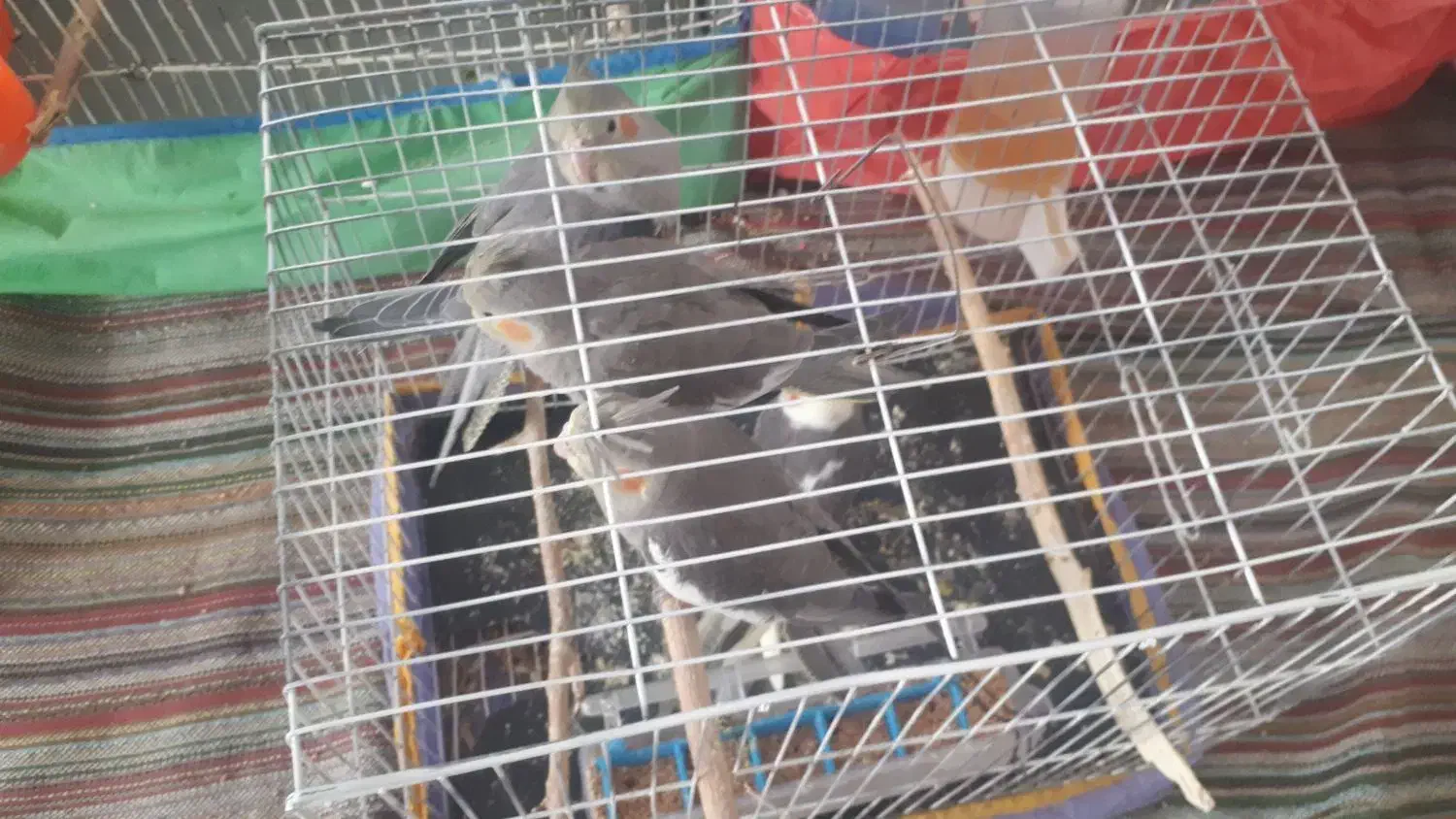 عروس هلندی|پرنده|دره شهر, |دیوار