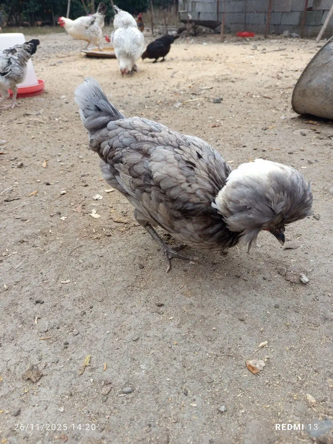 مرغ وخروس لهستانی ولاری|حیوانات مزرعه|اسالم, |دیوار