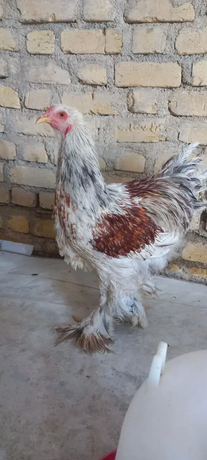 برهما گله مرغ و خروس جوجه برهما فیروزآباد فارس|حیوانات مزرعه|شیراز, شهرک سراج|دیوار