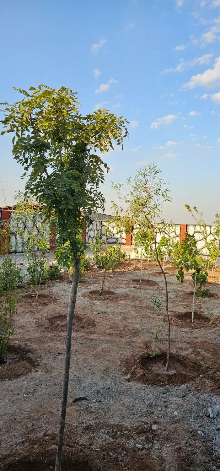 باغچه سند دار ۱۹۰ متری|فروش زمین و ملک کلنگی|شهریار, اصیل آباد|دیوار