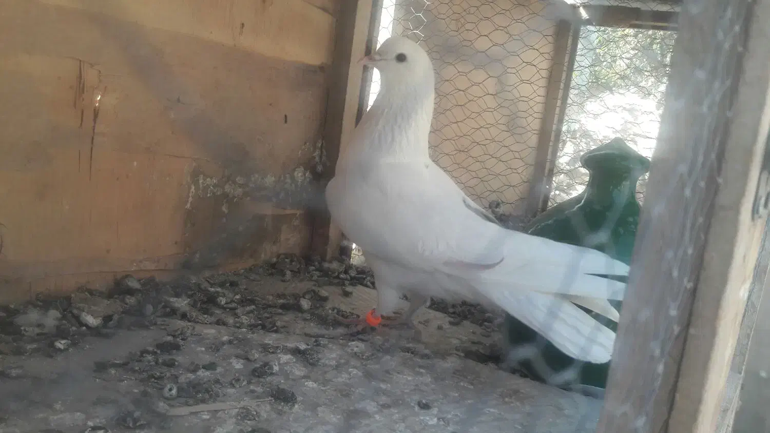 کبوترهای پرشی و ساعتی|پرنده|هشتگرد, ایقربلاغ|دیوار