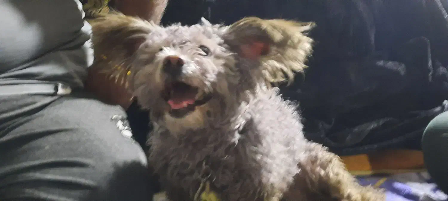 سگ پودل بازیگوش|سگ|اصفهان, شاه پسند|دیوار