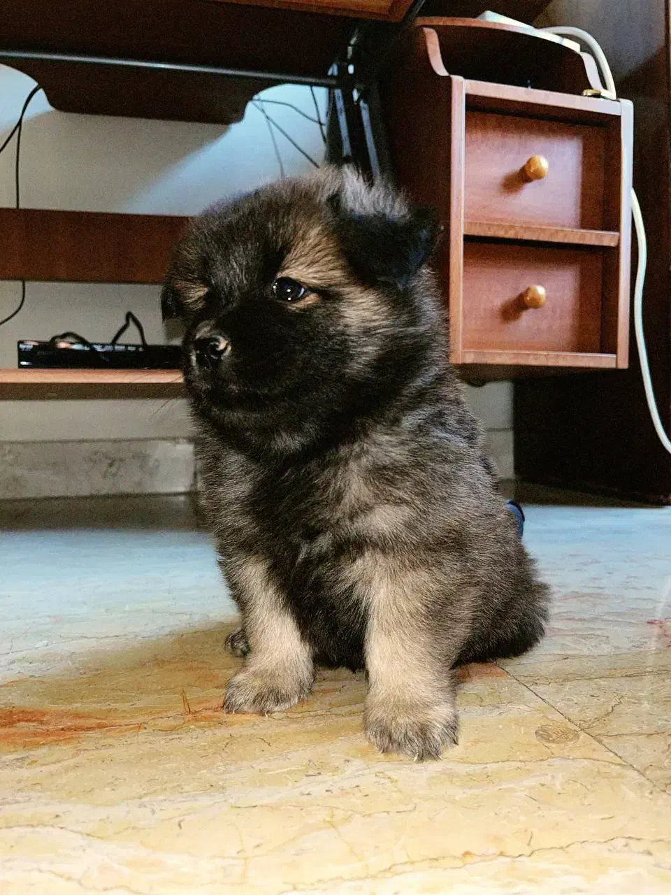 سگ چاو چاو|سگ|تهران, سازمان آب|دیوار