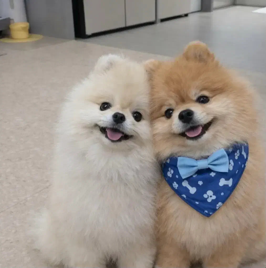 واگذاری پامرانین|سگ|بهشهر, |دیوار