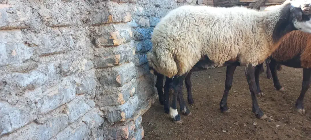 گوسفند با بره نر|حیوانات مزرعه|گمیشان, |دیوار