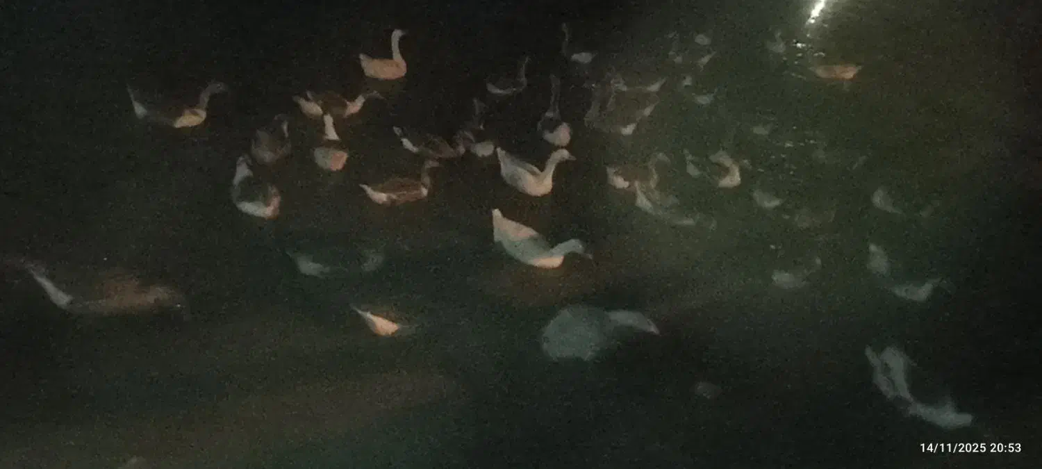 بهترین نژاد غاز محلی|حیوانات مزرعه|مشگین شهر, |دیوار