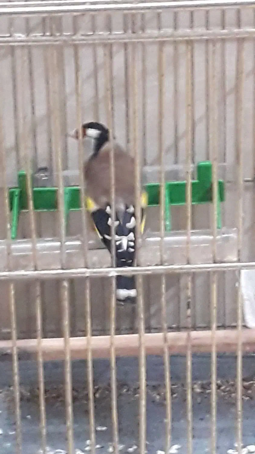 خروس|پرنده|زنجان, |دیوار