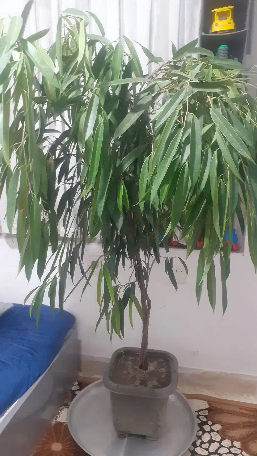 گل آمستر بزرگ|گل و گیاه طبیعی|بیرجند, |دیوار