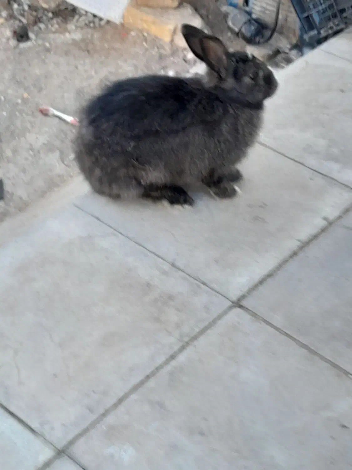 سلام خرگوش نر فروشی|موش و خرگوش|رفسنجان, |دیوار