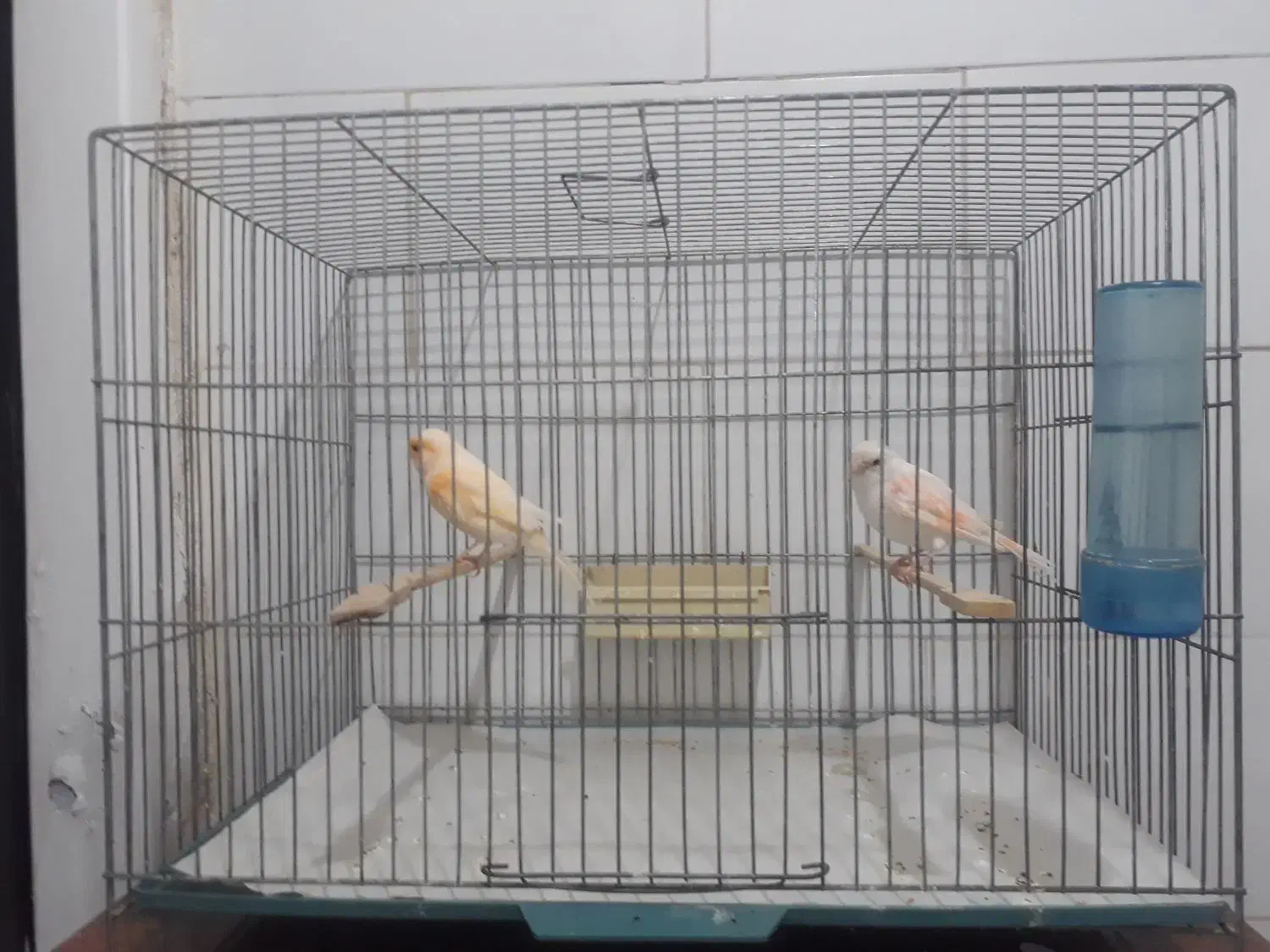 قناری|پرنده|قم, زند آباد|دیوار