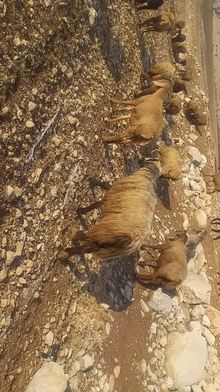 قوچ بختیاری کری لنگ دوقلو|حیوانات مزرعه|دهدشت, |دیوار