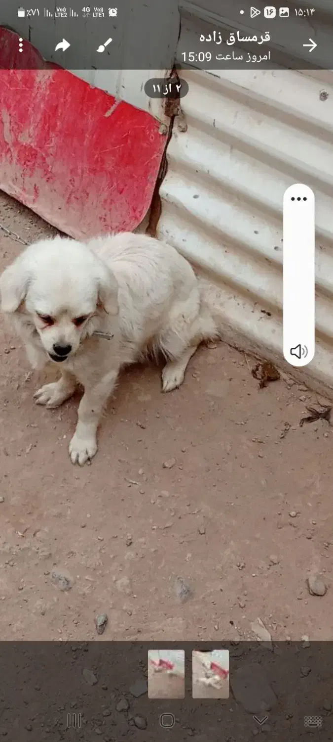 واگذارس سگ|سگ|کرمان, |دیوار