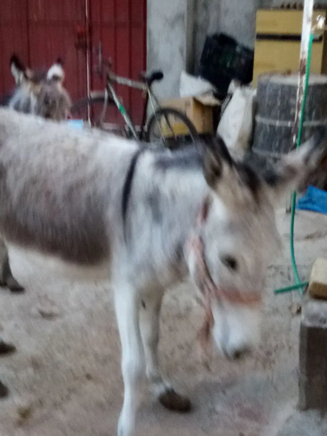 الاغ با کره|حیوانات مزرعه|مهریز, |دیوار