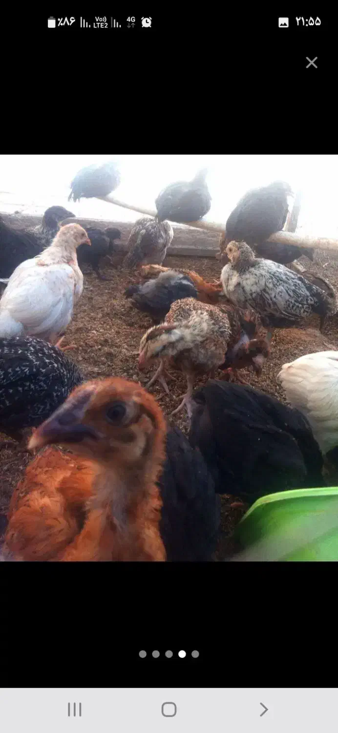 خروس فروشی برای خون کردن|حیوانات مزرعه|فردوس (خراسان), |دیوار