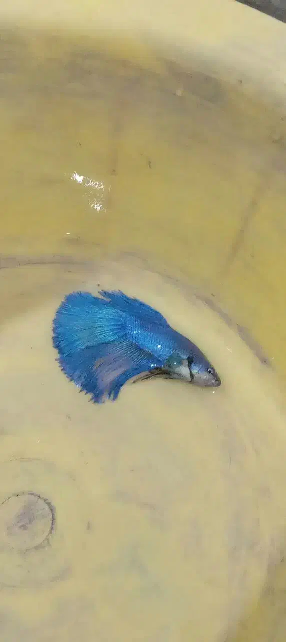 ماهی فایتر نر و ماده مولد تعداد|ماهی|مشهد, دریادل|دیوار