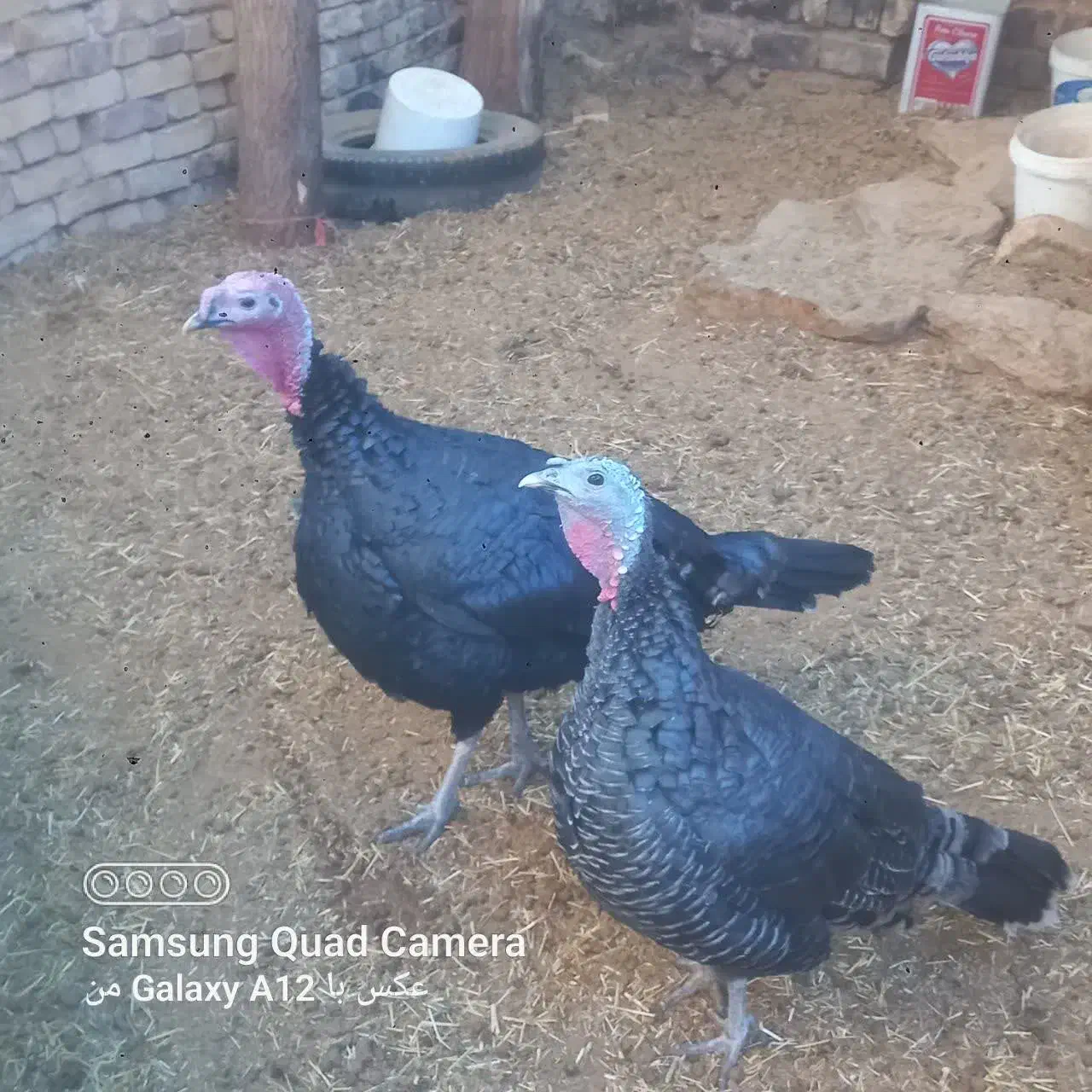 بوقلمون نر و ماده|حیوانات مزرعه|قم, علی آباد سعدگان|دیوار