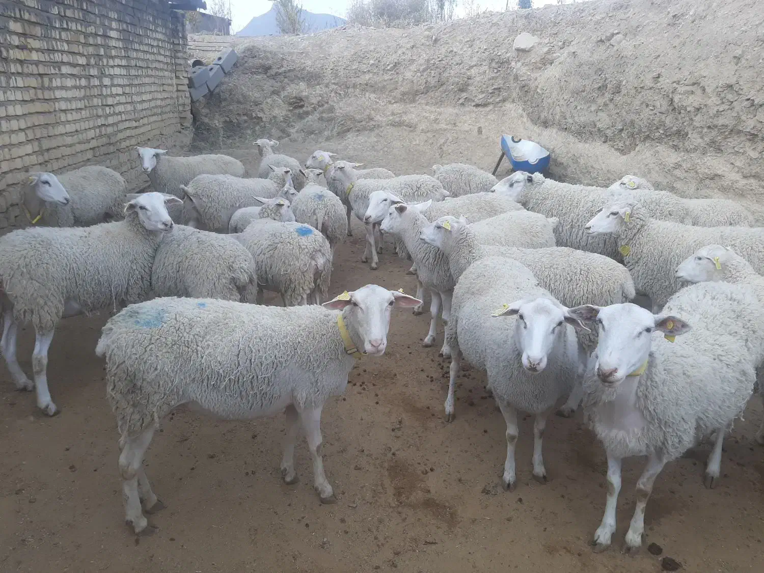 فروش میش و بره رومن|حیوانات مزرعه|قم, خداکرم|دیوار