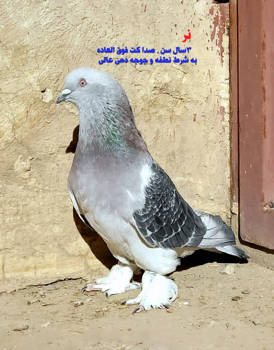 کبوتر ترکیه|پرنده|شیراز, لاله|دیوار