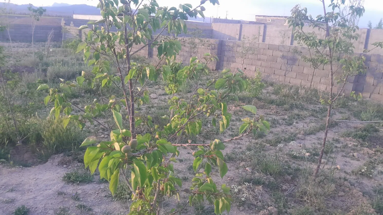 تصویر 2
