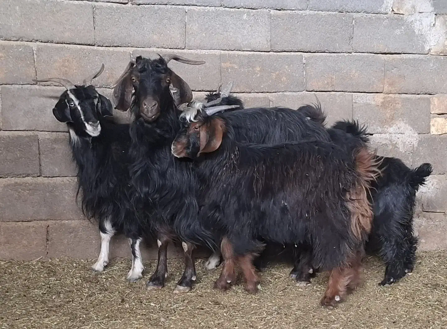 بز داشتی|حیوانات مزرعه|سلفچگان, |دیوار