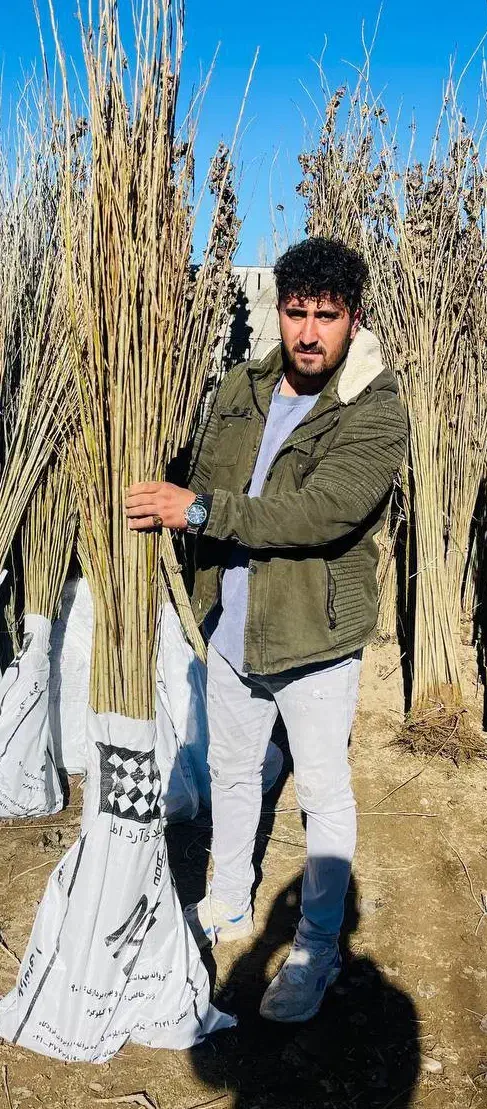 نهالستان فراز نهال /انواع نهال پیوندی /گردو انگور|گل و گیاه طبیعی|نوشهر, |دیوار