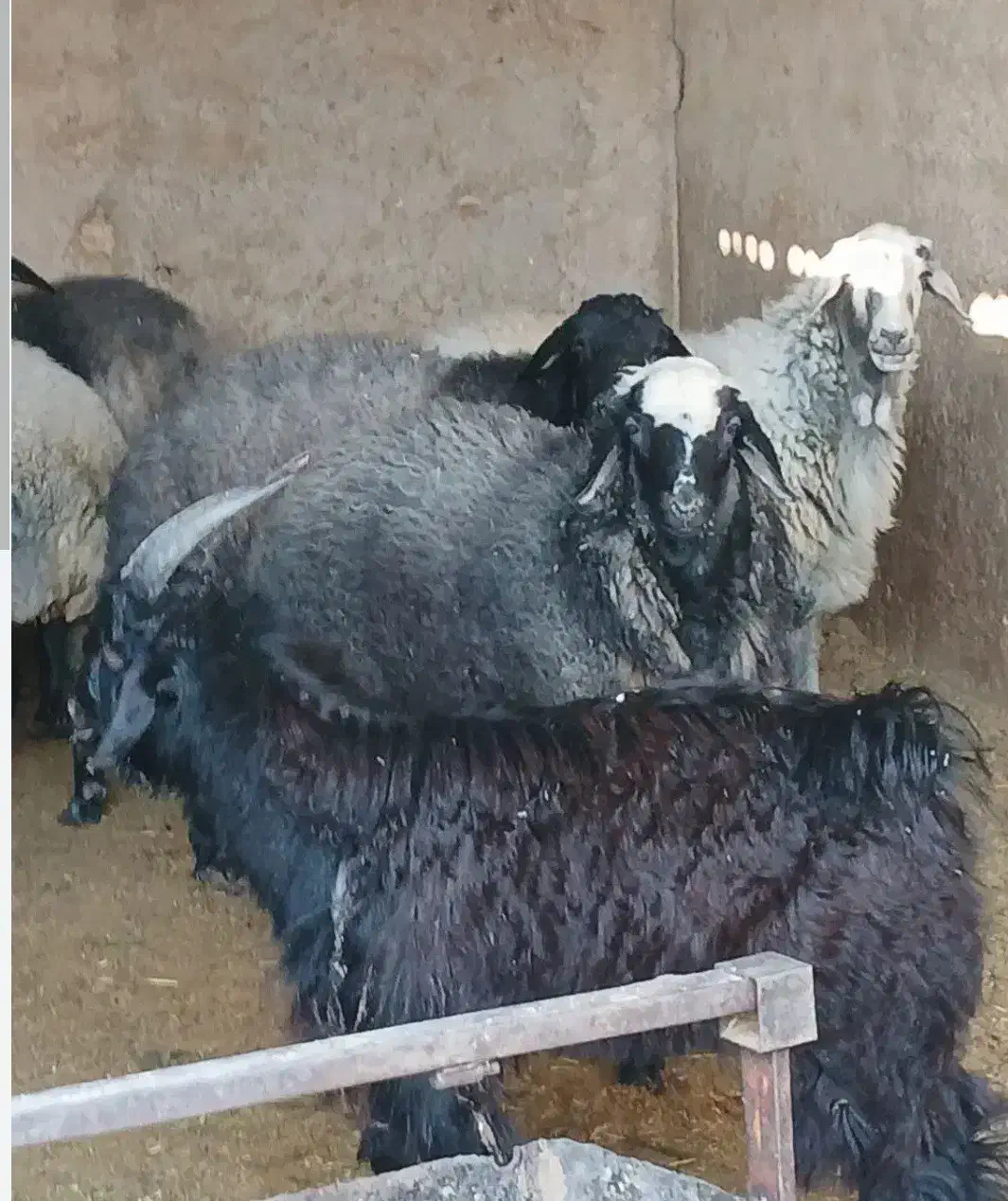 بره نر چاق|حیوانات مزرعه|کاخک, |دیوار