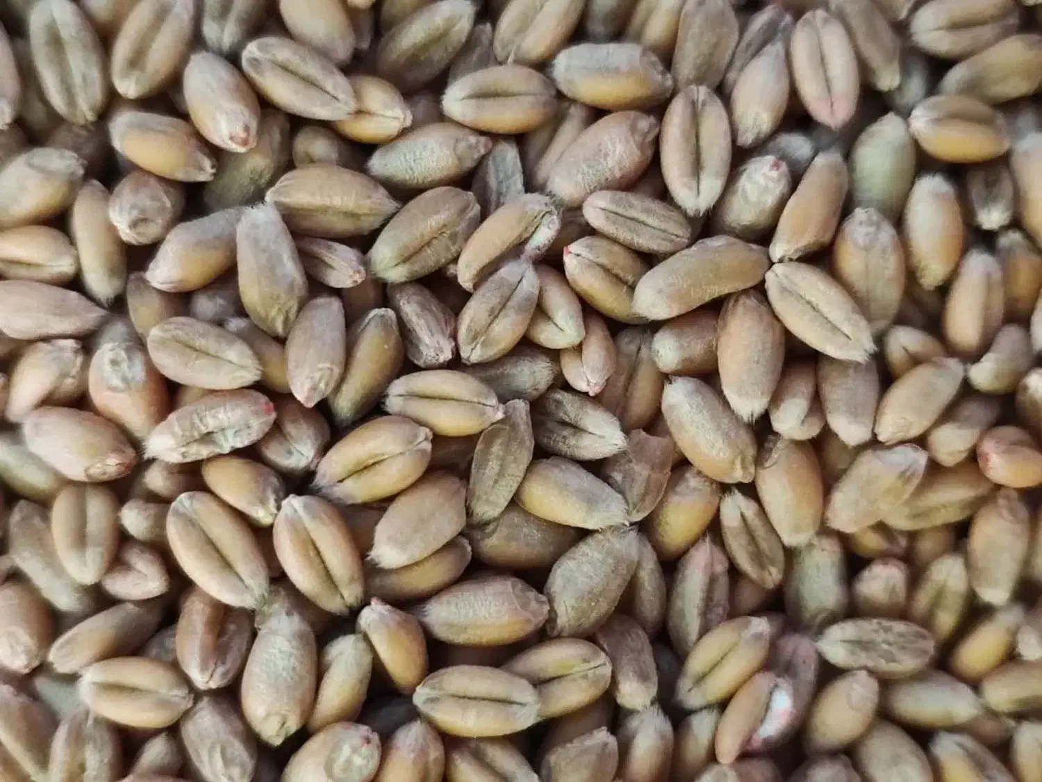 گندم اکلید فرانسوی بهترین در مقابل دیگر ارقام|خدمات باغبانی و درختکاری|خزل, |دیوار